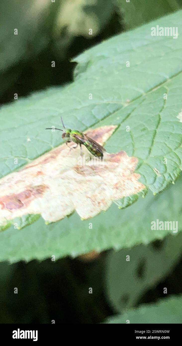 Pure Green Sweat Bee (Augochlora pura), Insecta, Kennedy PL, London, ON, ENV Banque D'Images