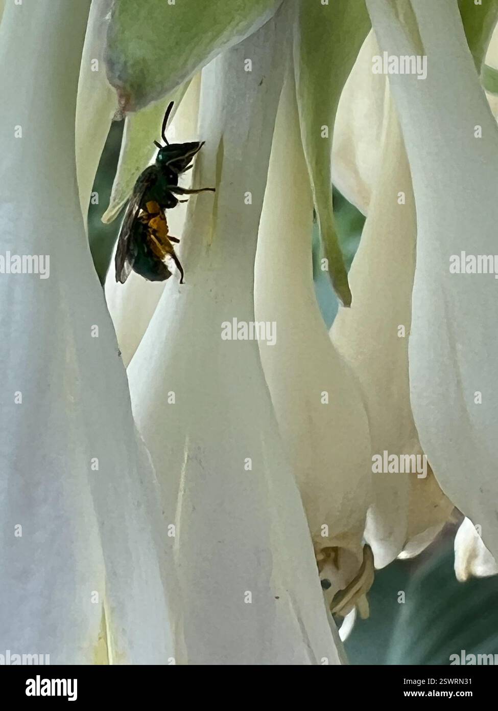 Pure Green Sweat Bee (Augochlora pura), Insecta, Eisele Rd, Cleveland, MO, NOUS, sur Hosta Blooms Banque D'Images