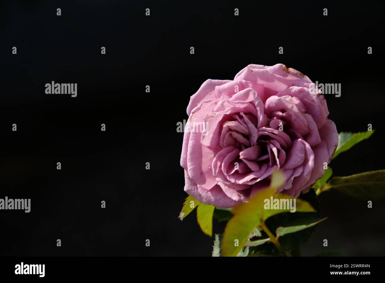 Gros plan de la belle fleur de rose pourpre au jardin d'hôte. Banque D'Images