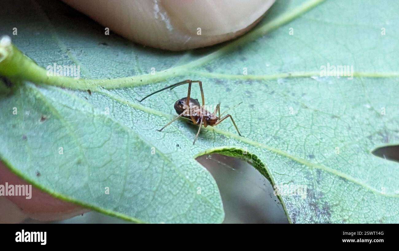 Puceron du chêne panaché (Lachnus roboris), Insecta, Bushwood, Londres E11, Royaume-Uni Banque D'Images