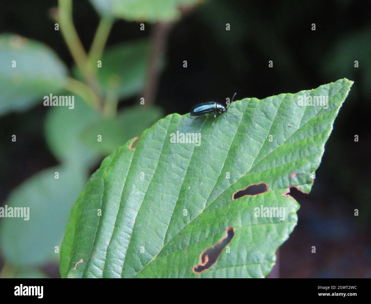 Alder Flea Beetle (Altica ambiens), insecte, vallée de Cowichan, Colombie-Britannique, Canada Banque D'Images