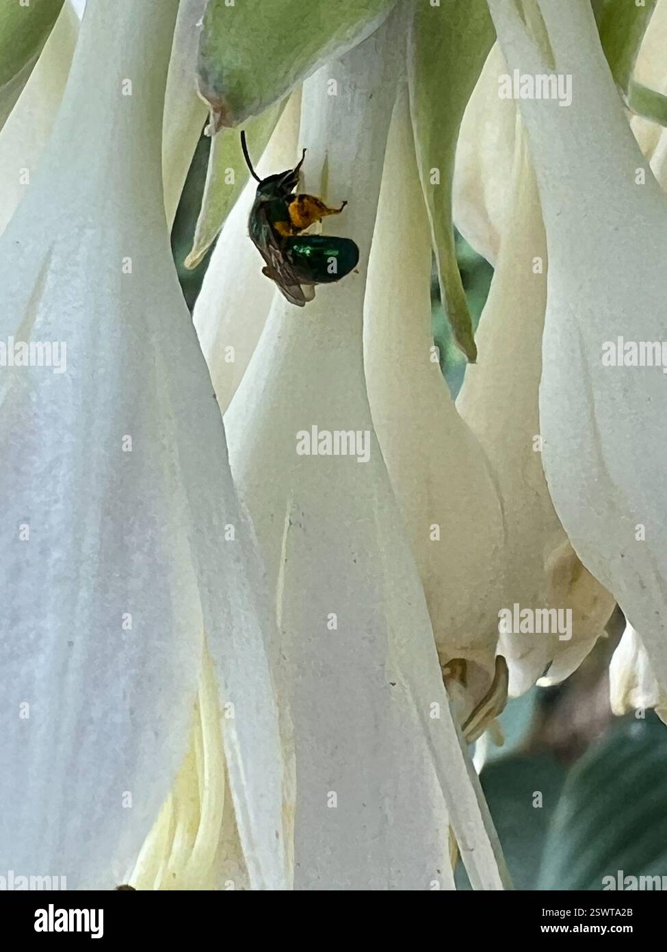 Pure Green Sweat Bee (Augochlora pura), Insecta, Eisele Rd, Cleveland, MO, NOUS, sur Hosta Blooms Banque D'Images