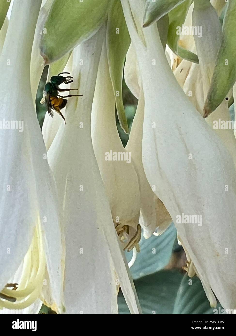 Pure Green Sweat Bee (Augochlora pura), Insecta, Eisele Rd, Cleveland, MO, NOUS, sur Hosta Blooms Banque D'Images
