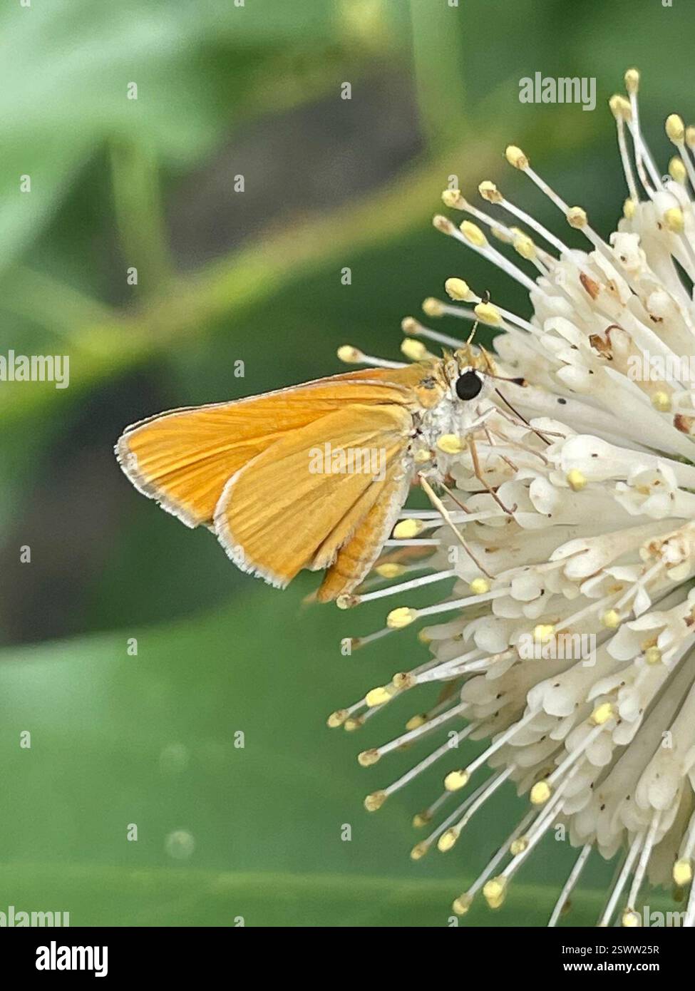 Orange Skipperling (Oarisma aurantiaca), Insecta, Gazebo Cir, New Braunfels, TX, ÉTATS-UNIS Banque D'Images
