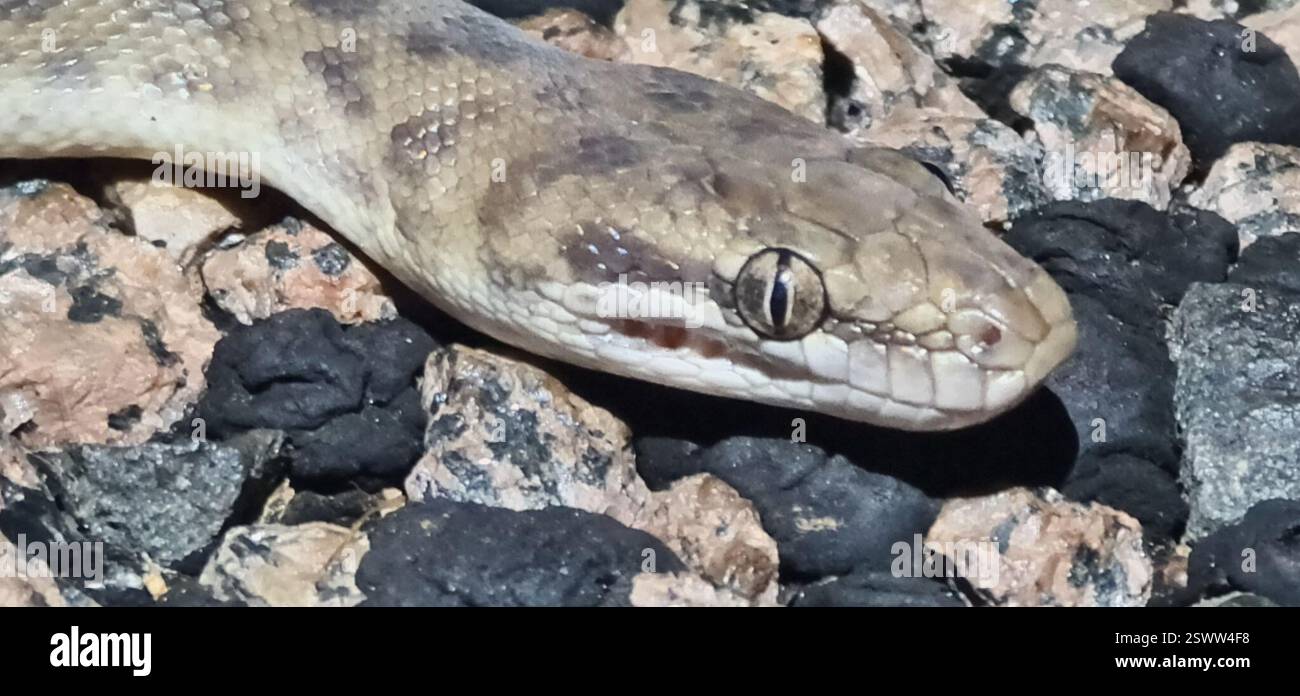 Python pour enfants (Antaresia childreni), Reptilia, territoire du Nord, au Banque D'Images