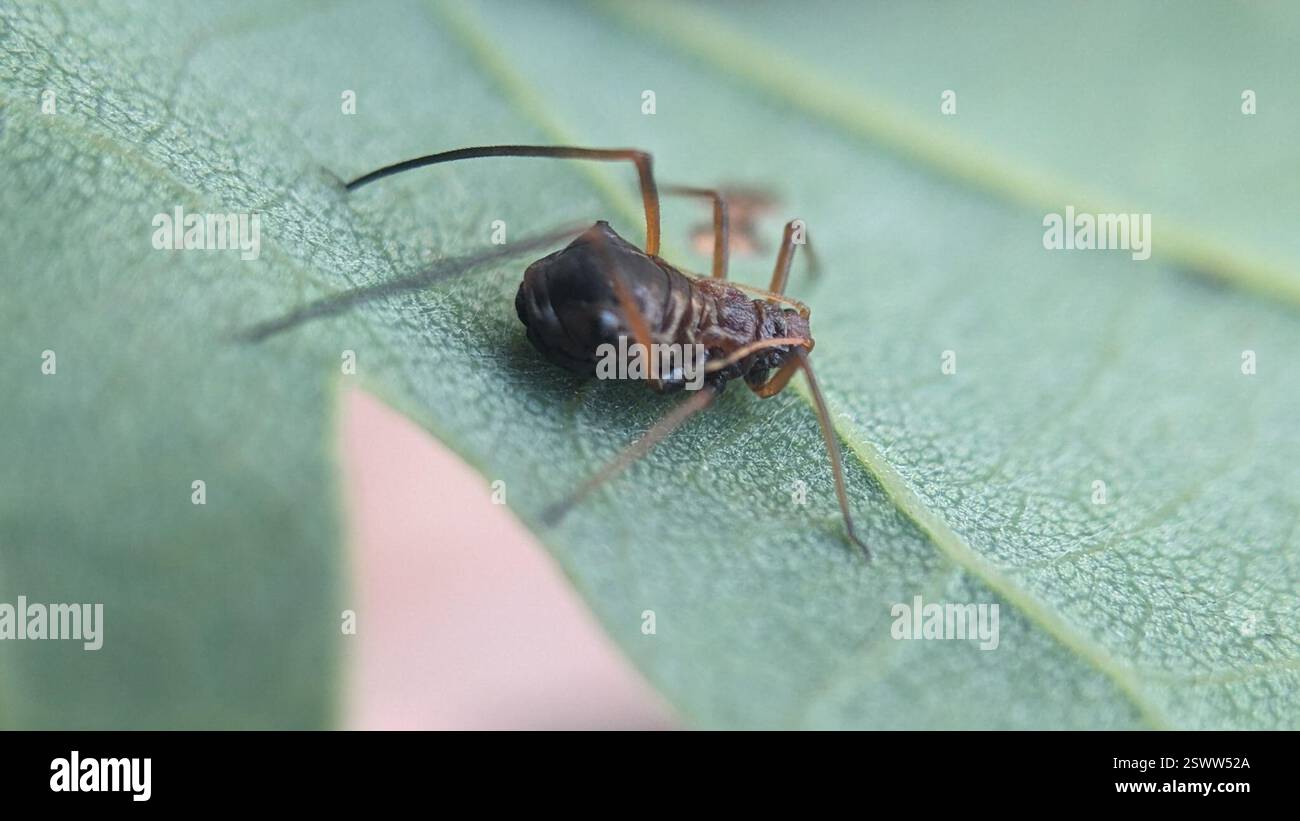 Puceron du chêne panaché (Lachnus roboris), Insecta, Bushwood, Londres E11, Royaume-Uni Banque D'Images
