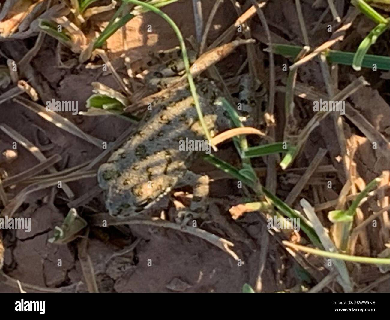 Crapaud variable (Bufotes viridis sitibundus), amphibien, 251. SK., Sarioglan, Kayseri, TR Banque D'Images