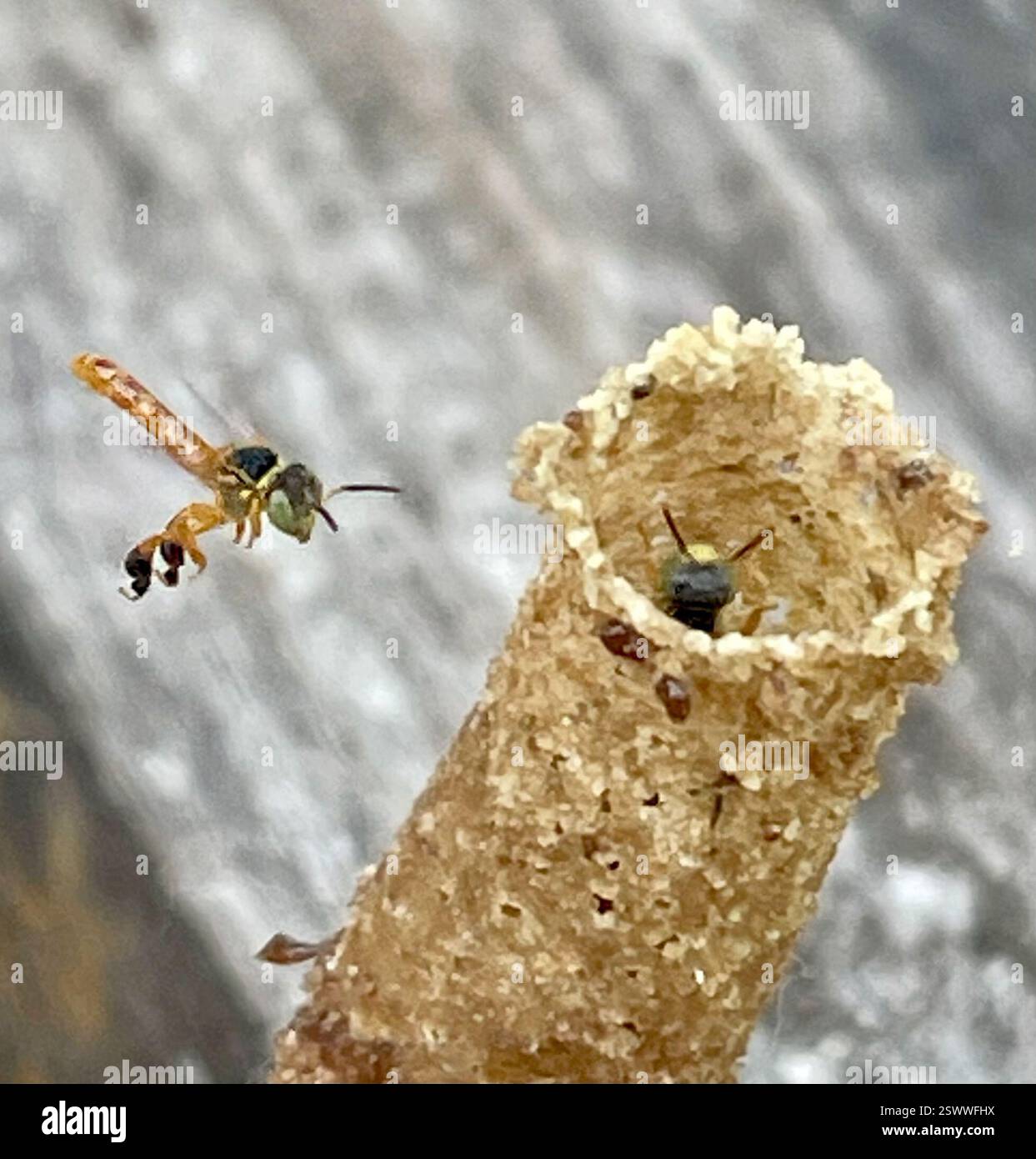 Abeille étroite sans pépins (Tetragonisca angustula), insecte, Darien, PA, Tiny, des abeilles étroites sans griffes ont construit une petite ruche tubulaire « cheminée » qui mesurait moins de 1,5 pouces (3 cm) de haut sur un pont en bois à Canopy Camp Darien au Panama. Le personnel a placé des jardinières autour de lui pour que les abeilles ne soient pas dérangées. Les abeilles étroites sans puant (Tetragonisca angustula) sont des abeilles sans puante qui construisent des « cheminées » tubulaires cireuses, courtes, de la taille d’un crayon, à l’entrée de la ruche/du nid. Lien vers Narrow Stingless Bee observé : sur le nid de cheminée à Darien, Panama : https://www.inaturalist.org/observations/175231779 sur le nid de cheminée en Colombie: Banque D'Images