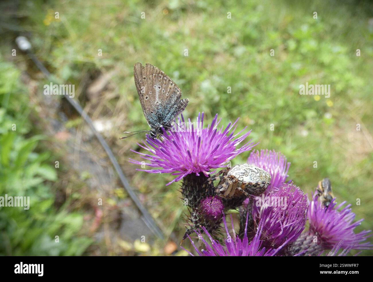 Geranium Argus (Eumedonia eumedon), Insecta, Provincia di Sondrio, Italie Banque D'Images