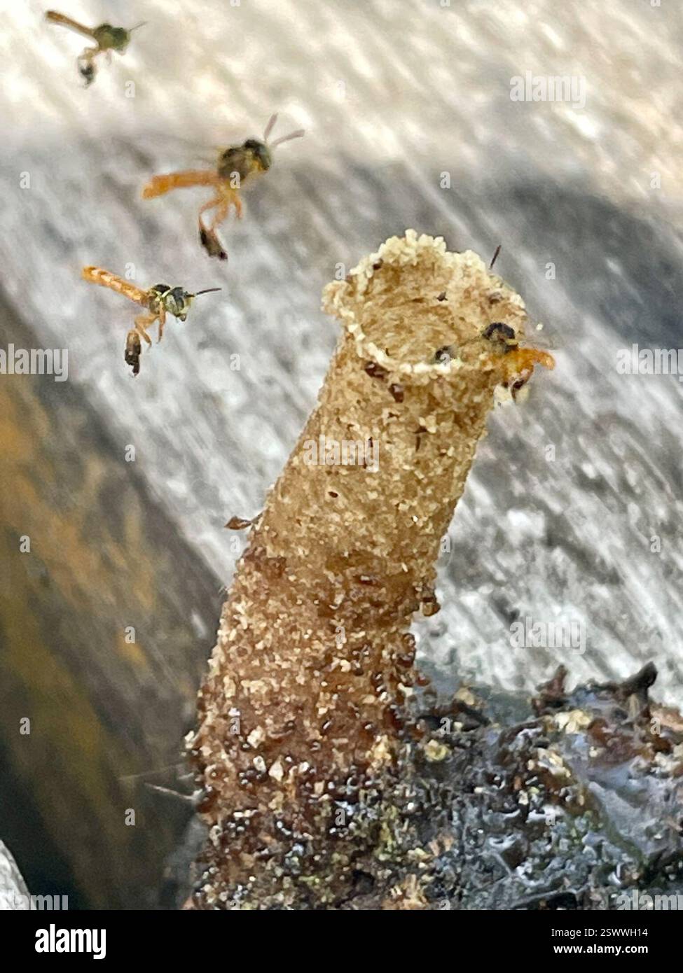 Abeille étroite sans pépins (Tetragonisca angustula), insecte, Darien, PA, Tiny, des abeilles étroites sans griffes ont construit une petite ruche tubulaire « cheminée » qui mesurait moins de 1,5 pouces (3 cm) de haut sur un pont en bois à Canopy Camp Darien au Panama. Le personnel a placé des jardinières autour de lui pour que les abeilles ne soient pas dérangées. Les abeilles étroites sans puant (Tetragonisca angustula) sont des abeilles sans puante qui construisent des « cheminées » tubulaires cireuses, courtes, de la taille d’un crayon, à l’entrée de la ruche/du nid. Lien vers Narrow Stingless Bee observé : sur le nid de cheminée à Darien, Panama : https://www.inaturalist.org/observations/175231779 sur le nid de cheminée en Colombie: Banque D'Images