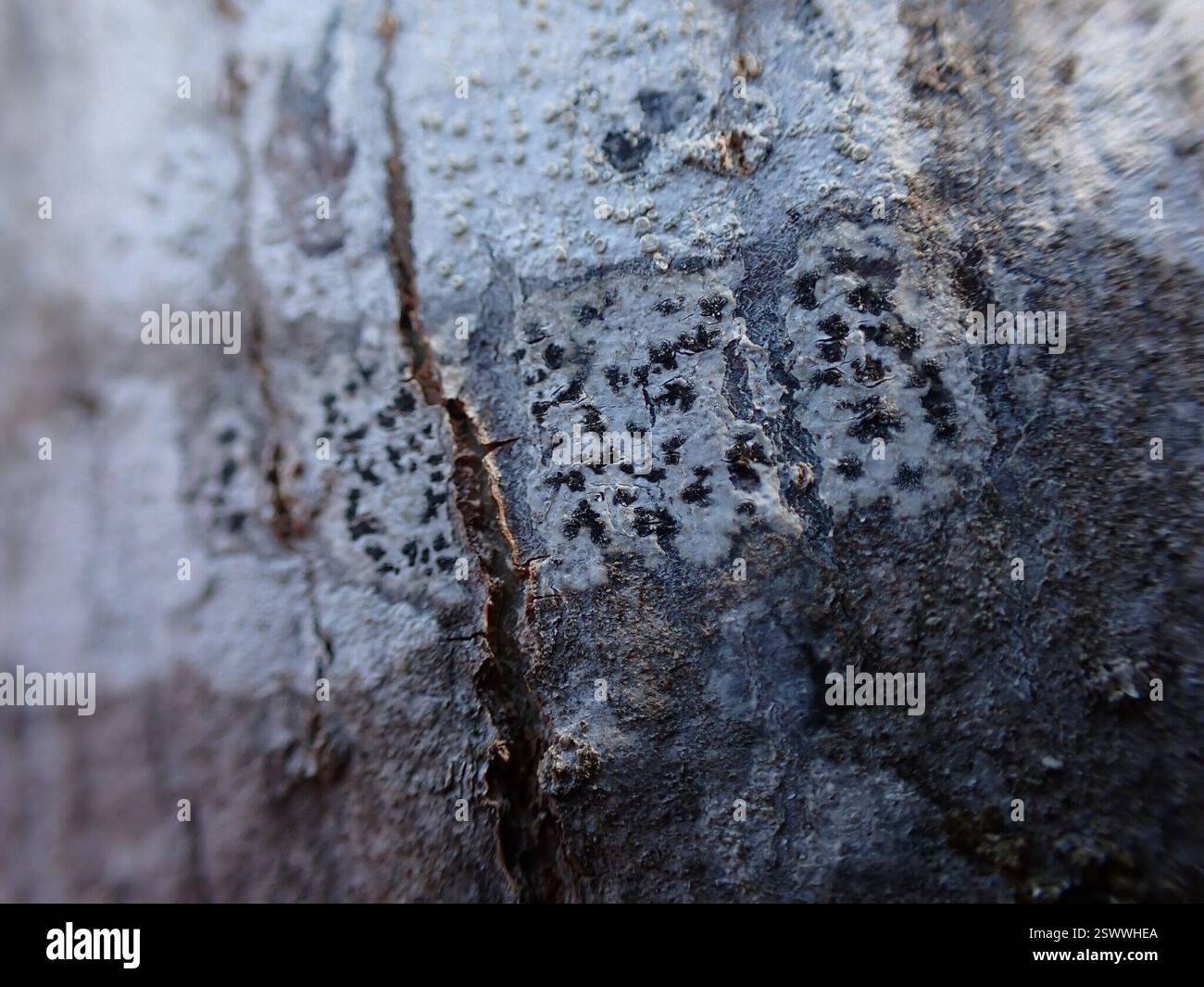 Lichen astérisque (Arthonia radiata), champignons, comté de Whatcom, WA, États-Unis Banque D'Images