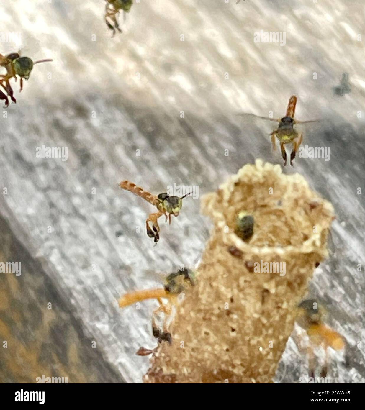 Abeille étroite sans pépins (Tetragonisca angustula), insecte, Darien, PA, Tiny, des abeilles étroites sans griffes ont construit une petite ruche tubulaire « cheminée » qui mesurait moins de 1,5 pouces (3 cm) de haut sur un pont en bois à Canopy Camp Darien au Panama. Le personnel a placé des jardinières autour de lui pour que les abeilles ne soient pas dérangées. Les abeilles étroites sans puant (Tetragonisca angustula) sont des abeilles sans puante qui construisent des « cheminées » tubulaires cireuses, courtes, de la taille d’un crayon, à l’entrée de la ruche/du nid. Lien vers Narrow Stingless Bee observé : sur le nid de cheminée à Darien, Panama : https://www.inaturalist.org/observations/175231779 sur le nid de cheminée en Colombie: Banque D'Images