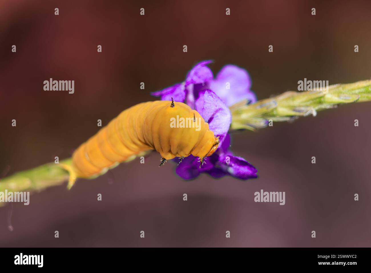 Vue de dessus d'une chenille jaune marchant au-dessus de beaux pétales de fleurs violettes avec un fond violet flou Banque D'Images Vue de dessus d'une chenille jaune marchant au-dessus de beaux pétales de fleurs violettes avec un fond violet flou Banque D'Images