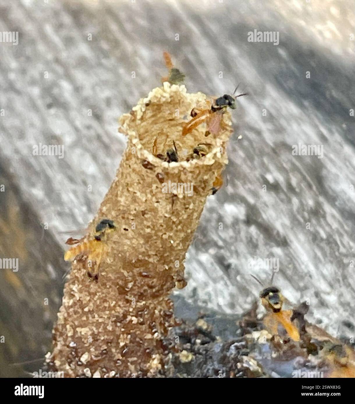 Abeille étroite sans pépins (Tetragonisca angustula), insecte, Darien, PA, Tiny, des abeilles étroites sans griffes ont construit une petite ruche tubulaire « cheminée » qui mesurait moins de 1,5 pouces (3 cm) de haut sur un pont en bois à Canopy Camp Darien au Panama. Le personnel a placé des jardinières autour de lui pour que les abeilles ne soient pas dérangées. Les abeilles étroites sans puant (Tetragonisca angustula) sont des abeilles sans puante qui construisent des « cheminées » tubulaires cireuses, courtes, de la taille d’un crayon, à l’entrée de la ruche/du nid. Lien vers Narrow Stingless Bee observé : sur le nid de cheminée à Darien, Panama : https://www.inaturalist.org/observations/175231779 sur le nid de cheminée en Colombie: Banque D'Images