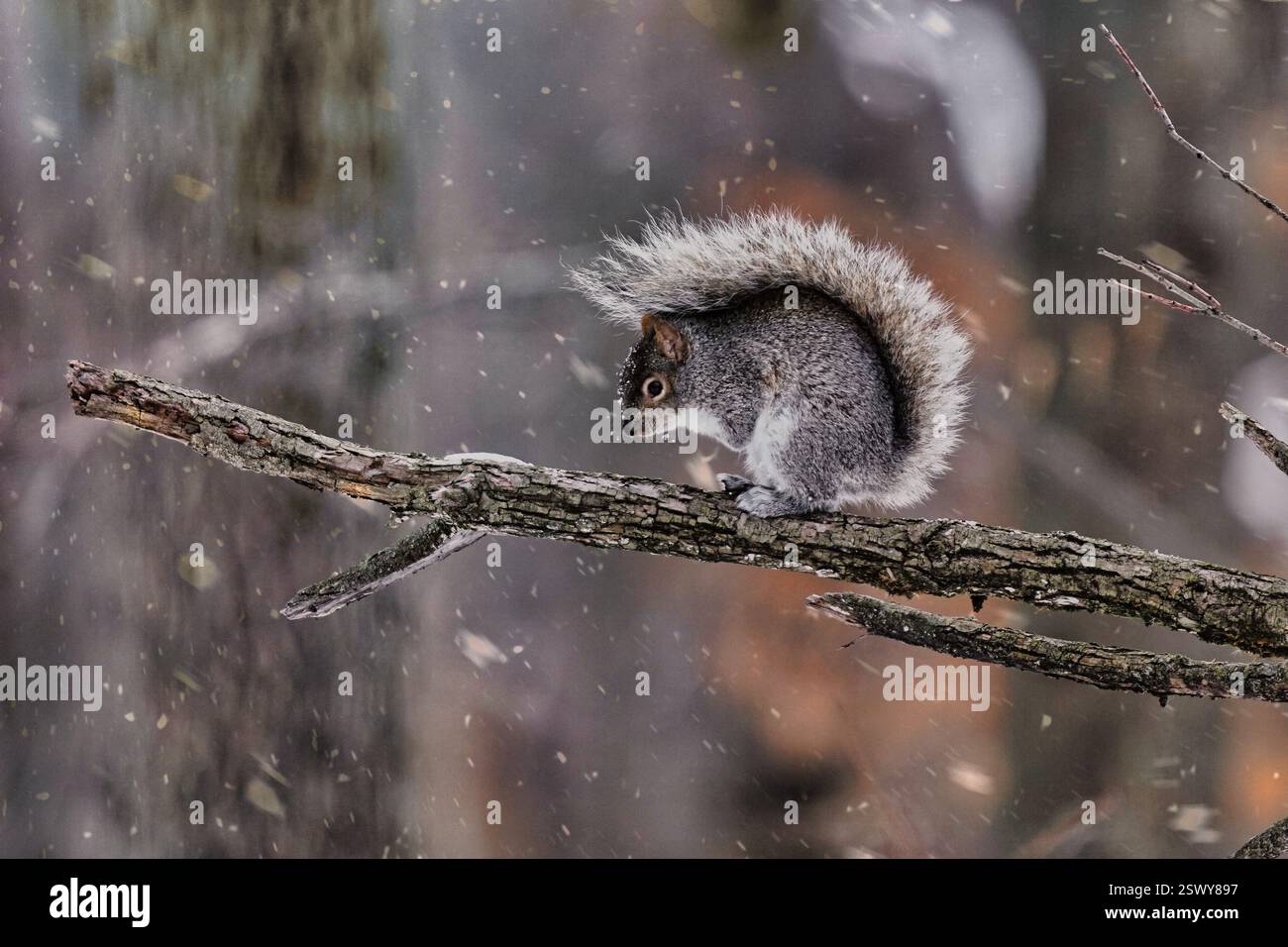 Petit écureuil assis sur une branche d'arbre. Banque D'Images