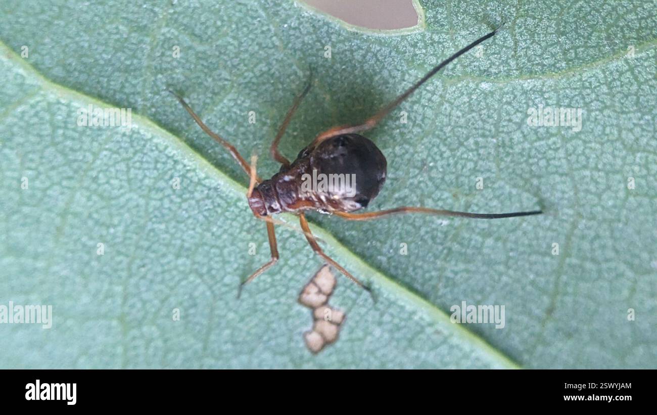 Puceron du chêne panaché (Lachnus roboris), Insecta, Bushwood, Londres E11, Royaume-Uni Banque D'Images