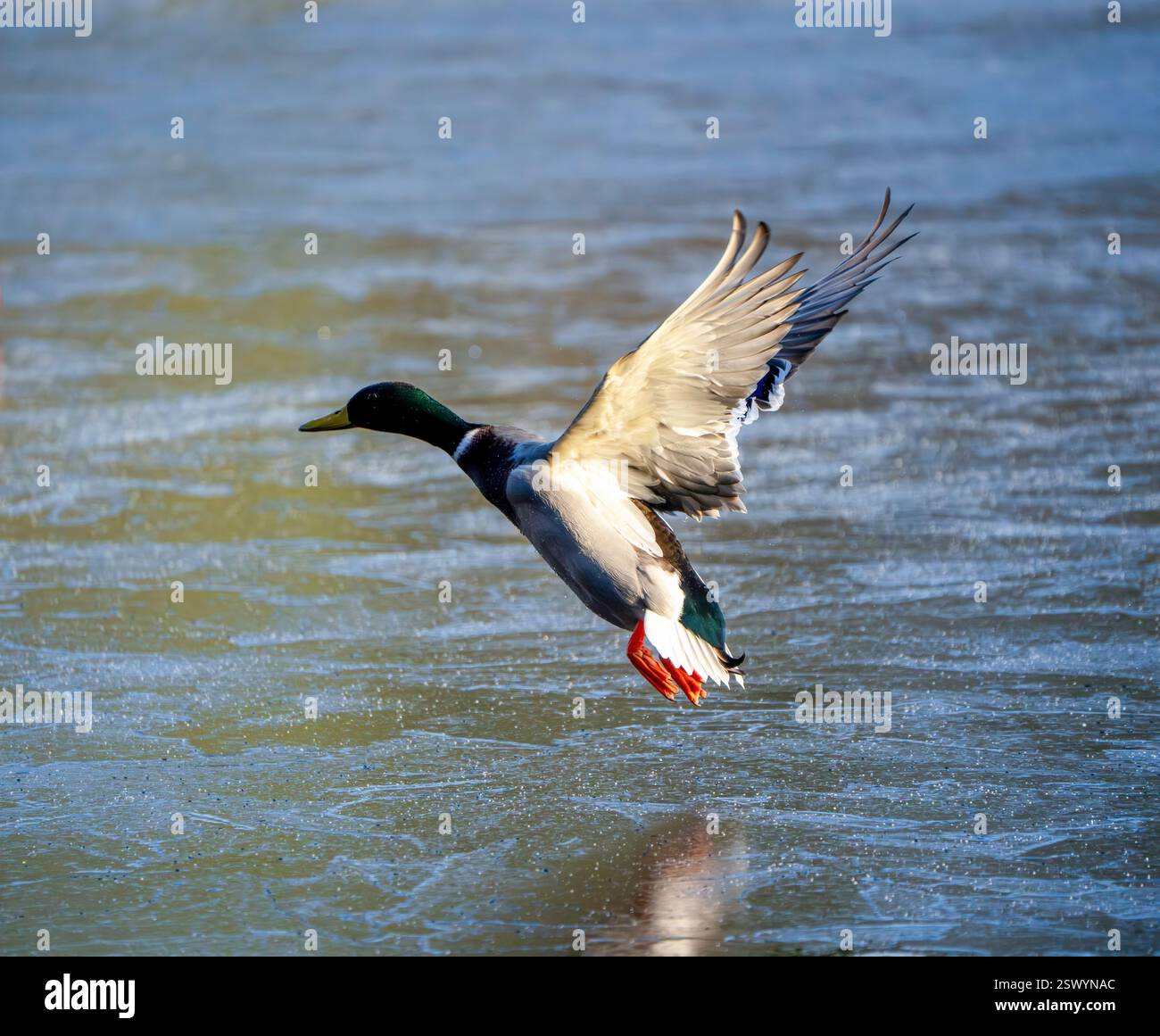 Canard colvert à mi-vol au-dessus d'un lac ondulant avec des ailes étendues et un plumage vibrant reflétant la lumière du soleil dans une scène aquatique dynamique Banque D'Images