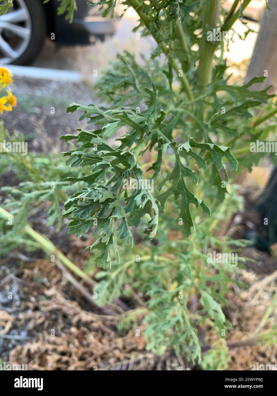Ragwort (Jacobaea vulgaris), Plantae, Washington, US, bande de plantation Banque D'Images