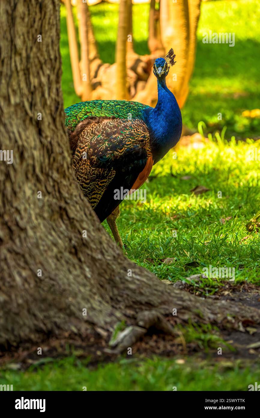 Majestueux paon partiellement caché derrière un arbre dans une forêt verte luxuriante avec de l'herbe ensoleillée et une toile de fond boisée naturelle Banque D'Images