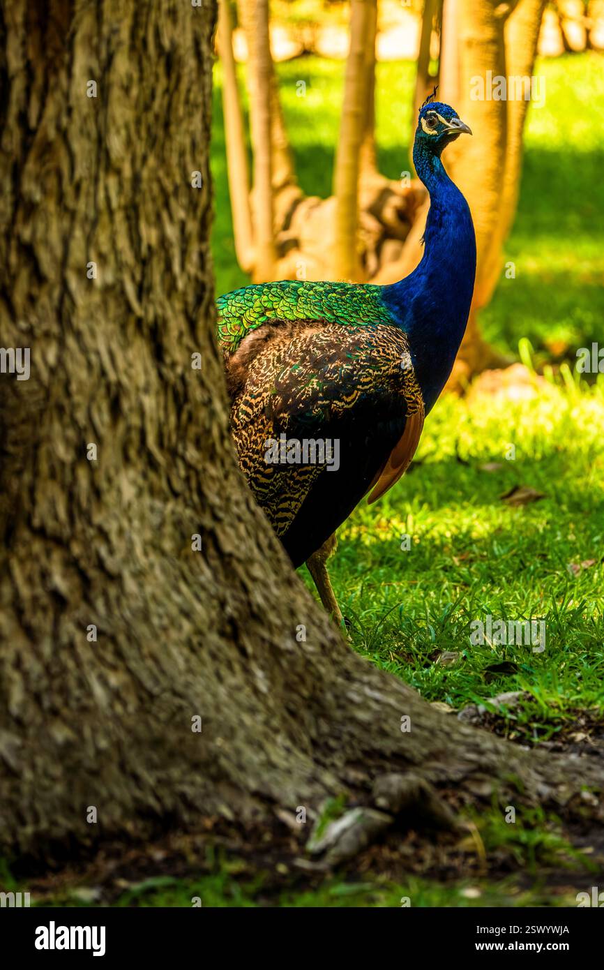 Majestueux paon partiellement caché derrière un arbre dans une forêt verte luxuriante avec de l'herbe ensoleillée et une toile de fond boisée naturelle Banque D'Images