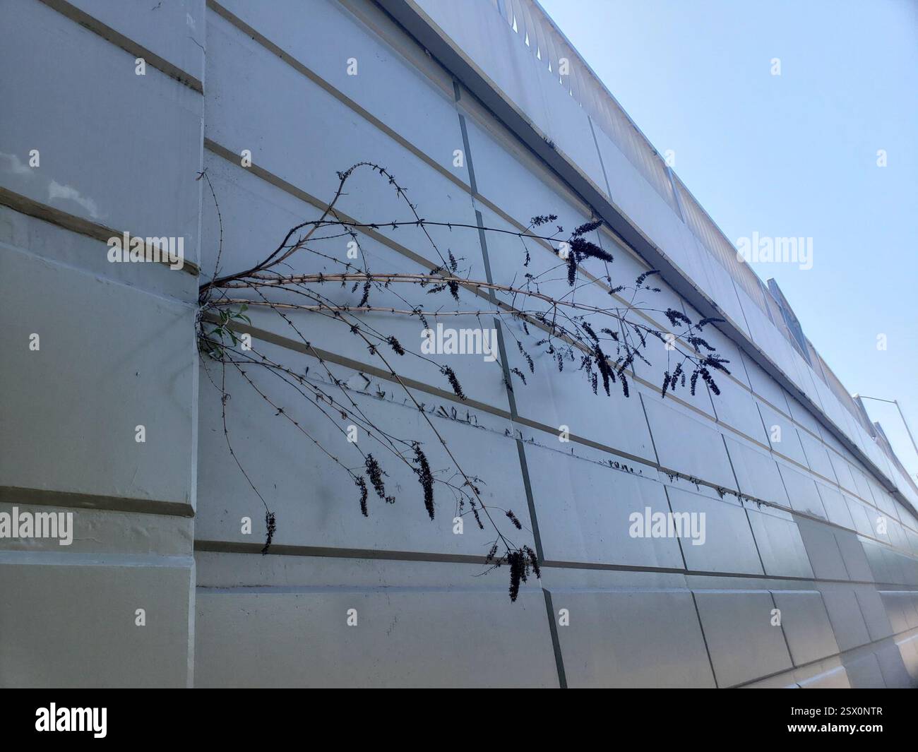 Butterfly Bush (Buddleja davidii), Plantae, South Park, Seattle, WA, USA, incroyable comment il peut se développer même dans les petites fissures du pont Banque D'Images