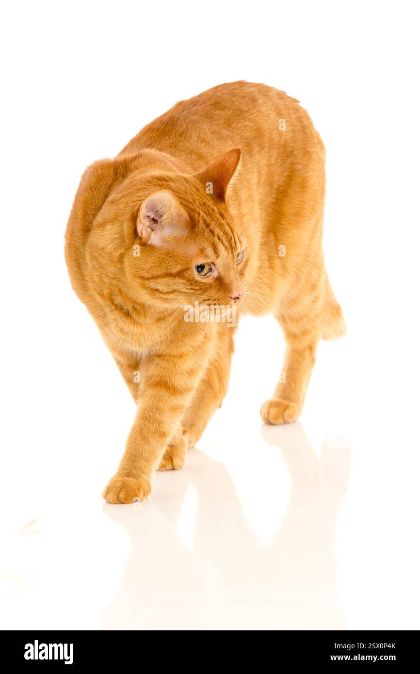 Chat marche sur une surface blanche. Il est de couleur orange. Le chat regarde la caméra Banque D'Images