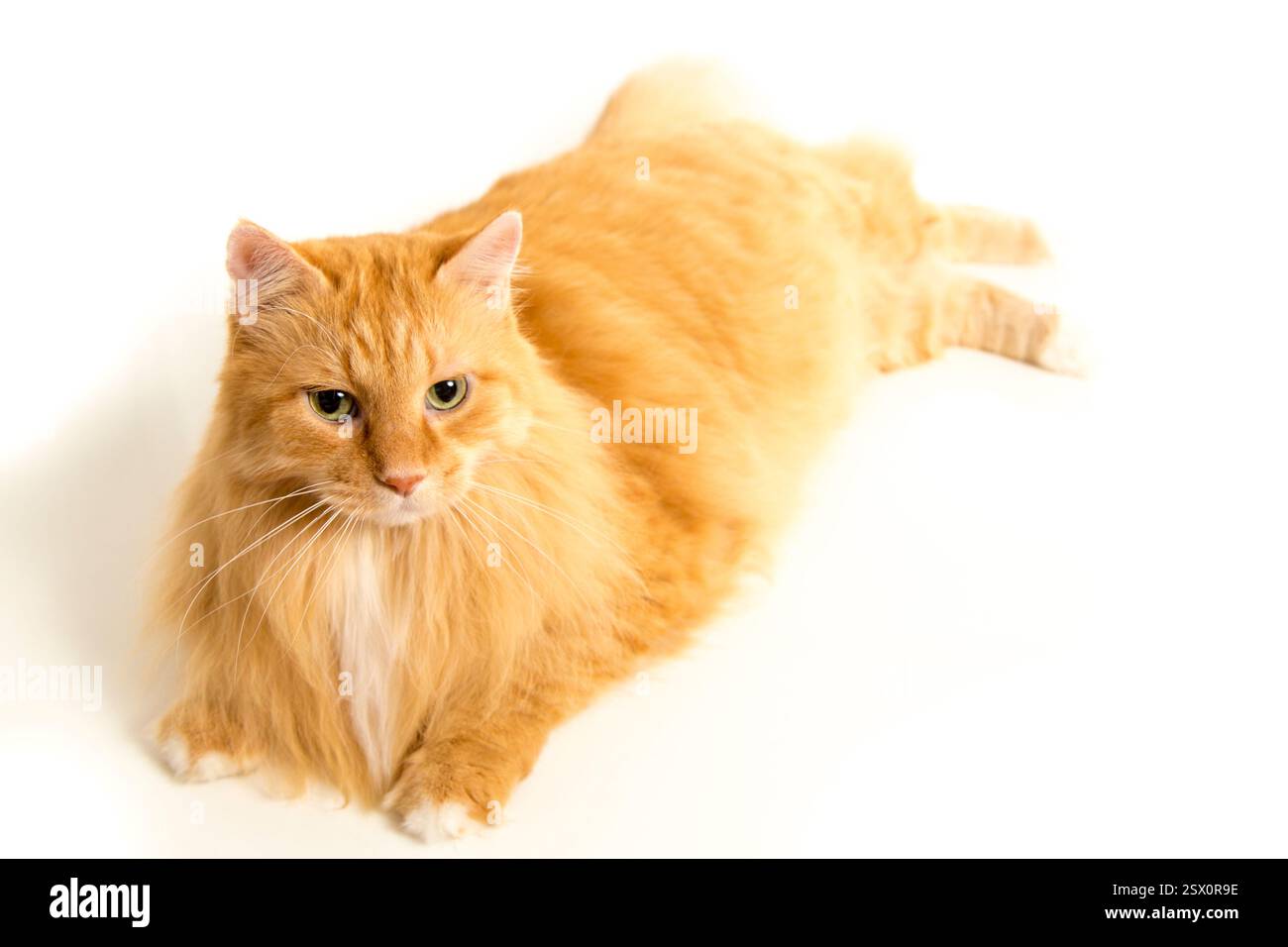 Chat à longue fourrure est couché sur un fond blanc. Le chat a un œil vert Banque D'Images