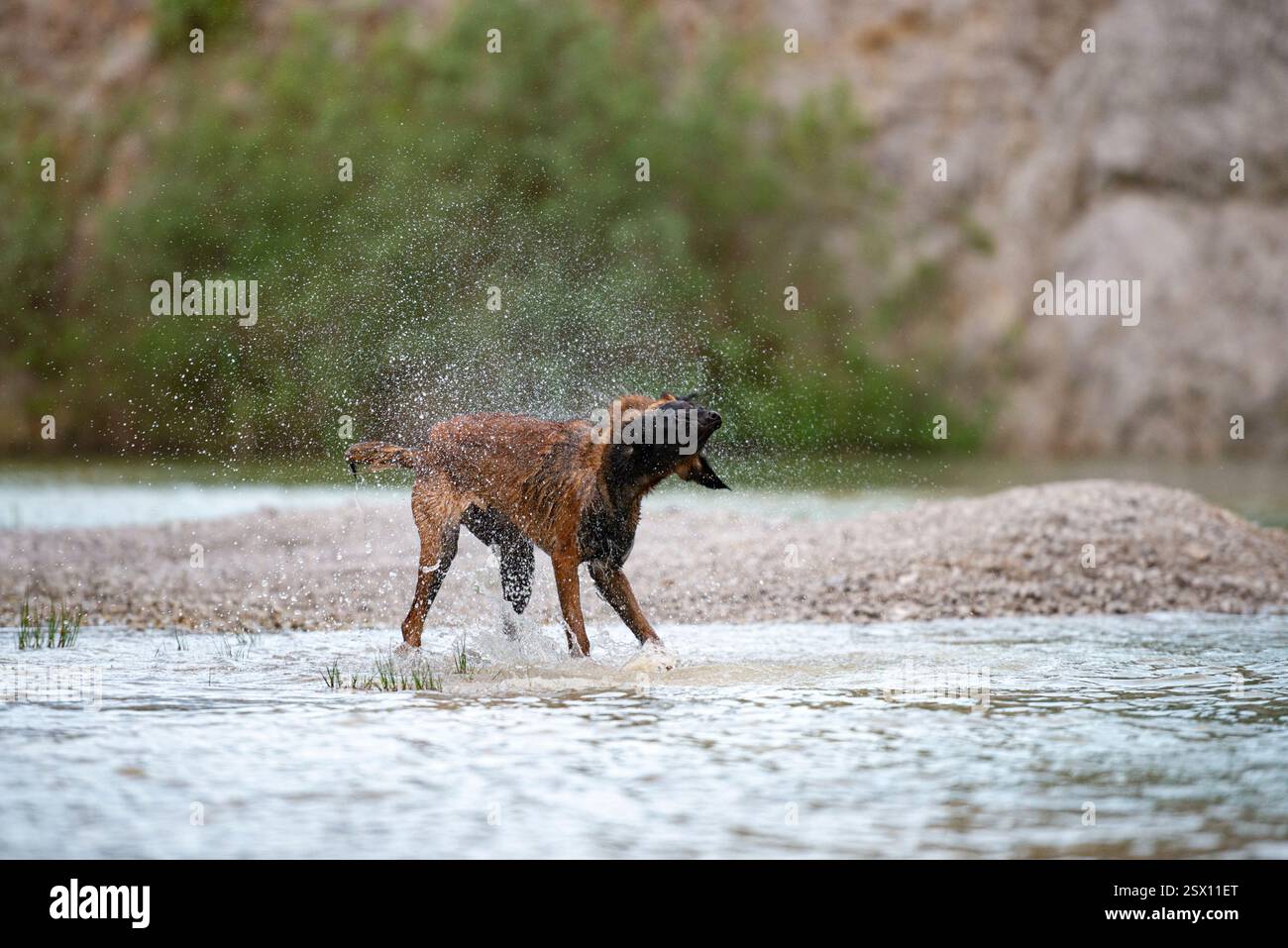 Un Malinois belge se détache de l'eau après une baignade, créant un jet de gouttelettes dans un cadre pittoresque au bord de la rivière. Banque D'Images