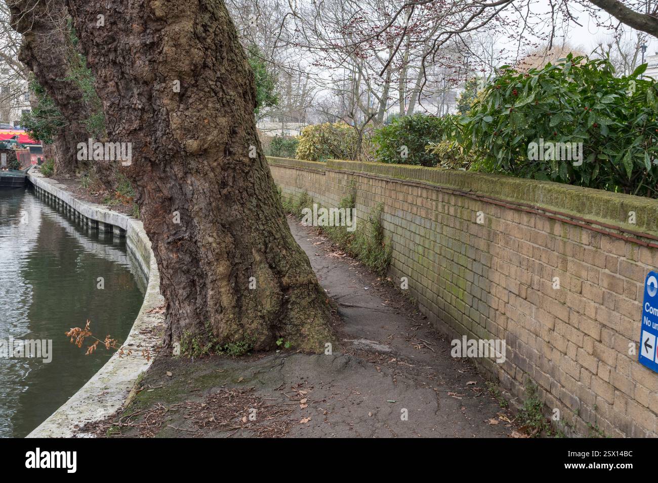 Chemin de halage du canal repris par un arbre sur la partie Little Venice du Regents canal, Londres, Royaume-Uni. Banque D'Images
