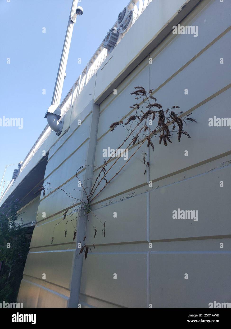 Butterfly Bush (Buddleja davidii), Plantae, South Park, Seattle, WA, USA, incroyable comment il peut se développer même dans les petites fissures du pont Banque D'Images