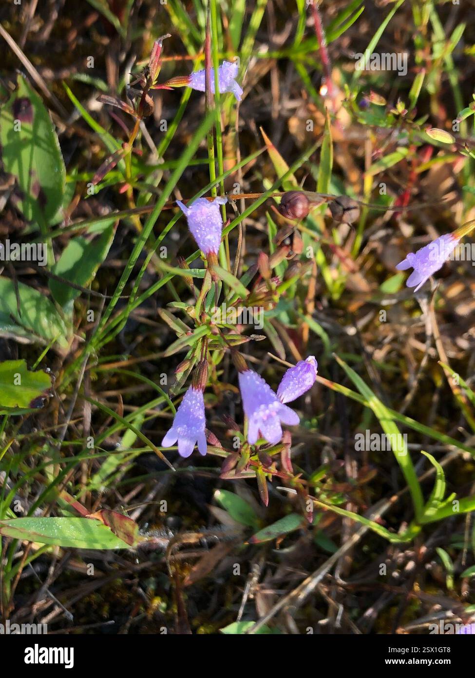 Basse calamint (Clinopodium arkansanum), Plantae, lac Huron, péninsule Bruce Sud, ON, ENV Banque D'Images
