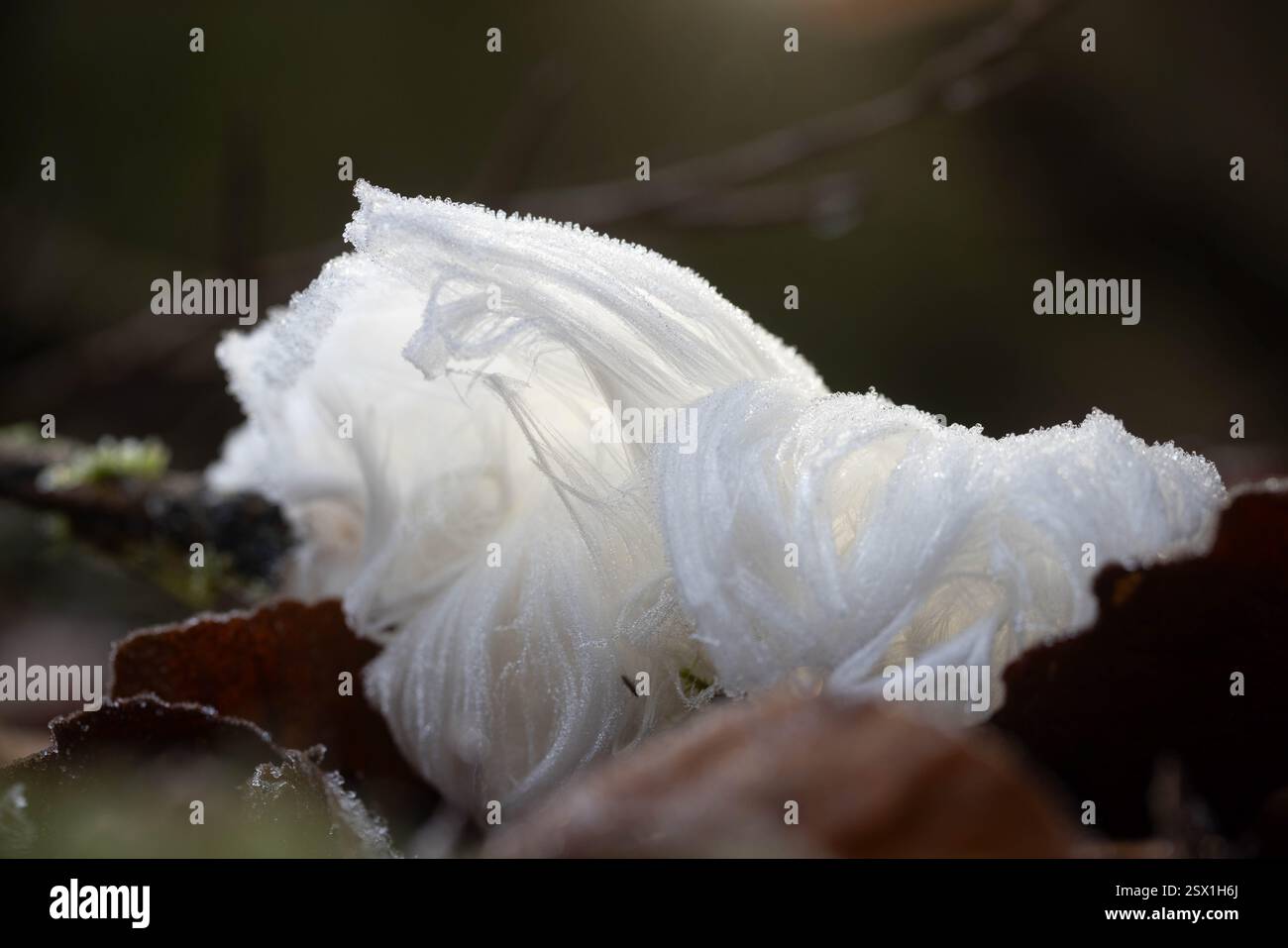 Glace pour cheveux ou laine glacée Banque D'Images