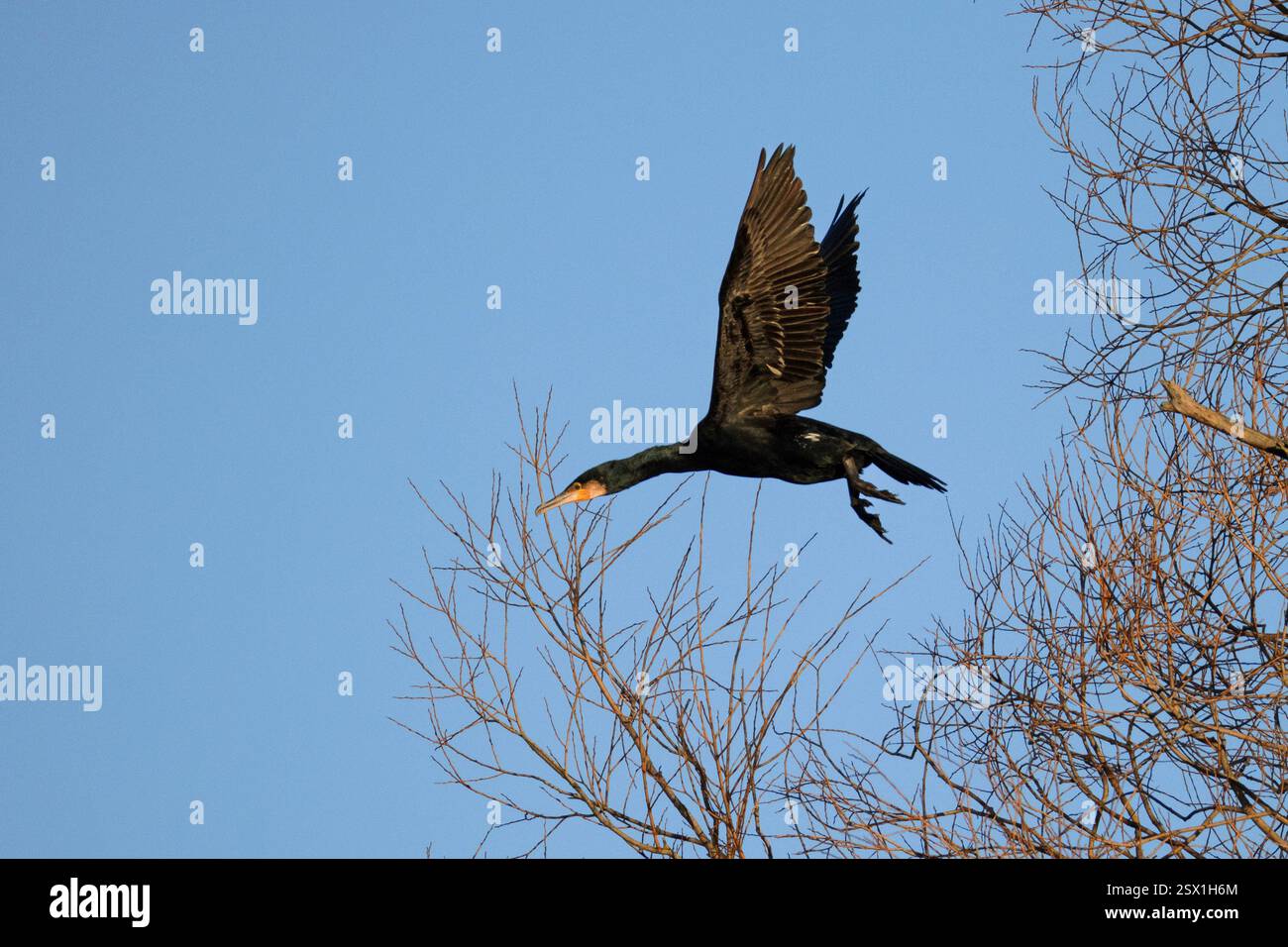 Phalacrocorax carbo, cormoran Banque D'Images