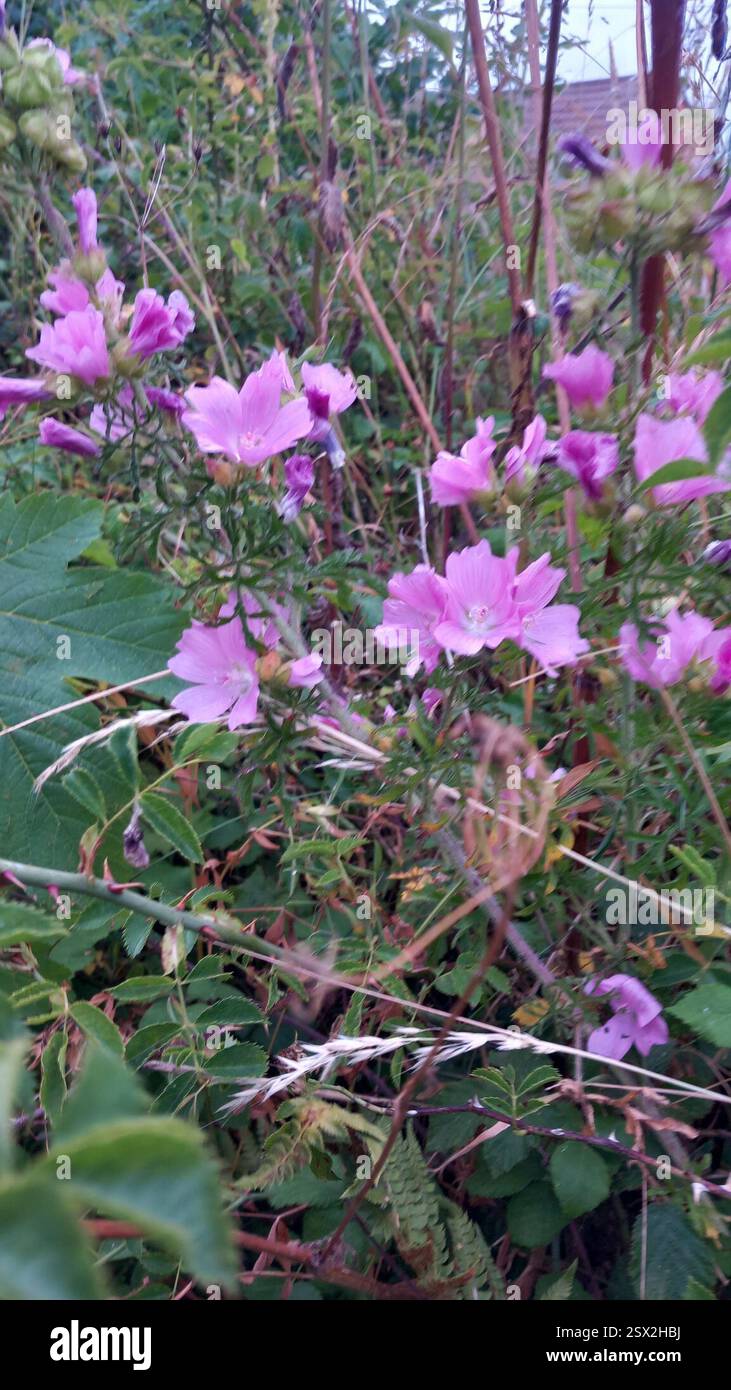 Mauve musquée (Malva moschata), Plantae, Ash Thomas, Tiverton EX16 4NY, Royaume-Uni, feuilles palmées profondément disséquées. Fleurs de mauve rose en grappes. Bord de route Banque D'Images