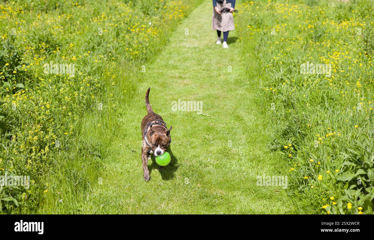Une femme promène son chien le long d'un chemin herbeux dans un parc public au Royaume-Uni, entouré de fleurs sauvages et de verdure luxuriante. Banque D'Images