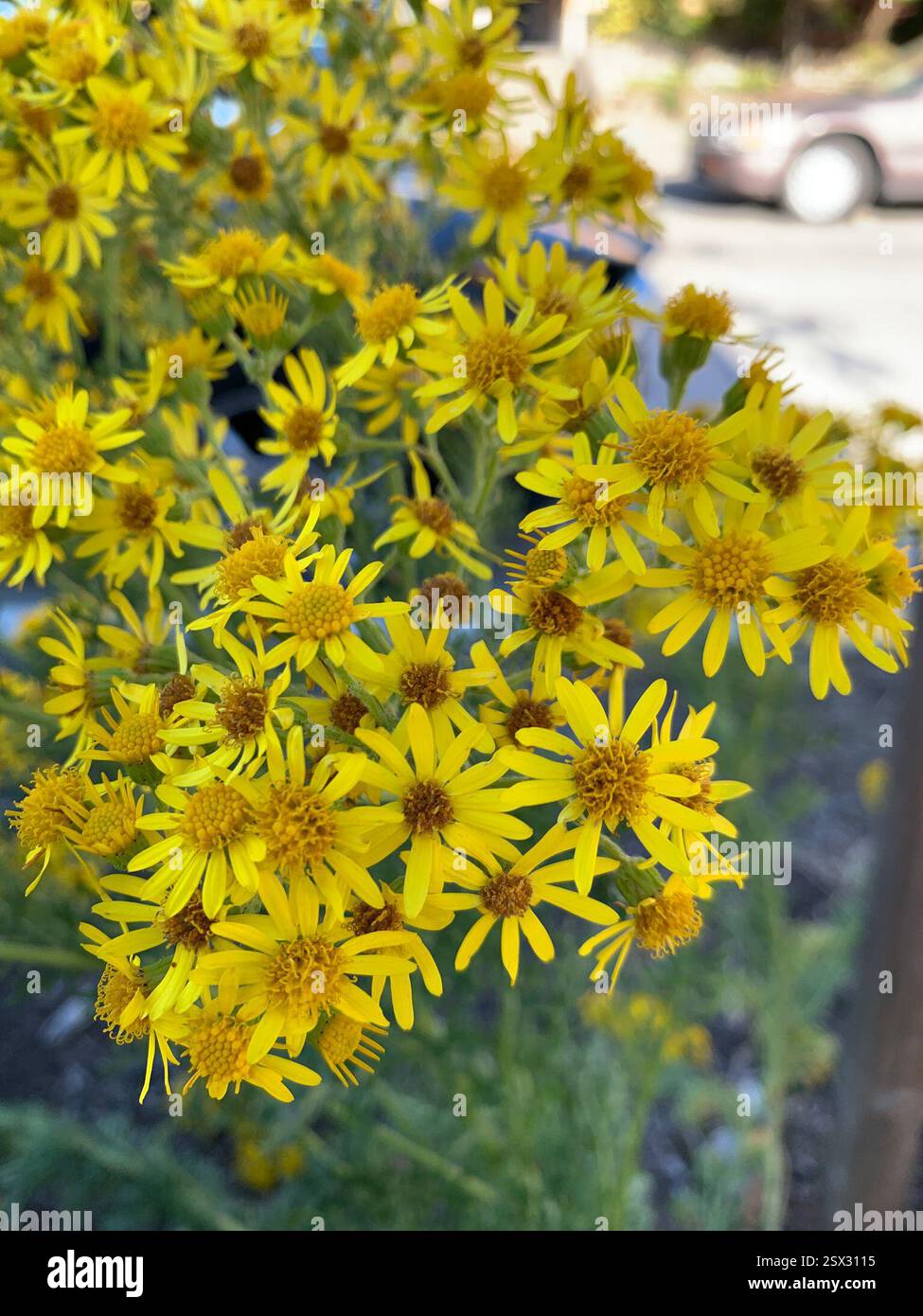 Ragwort (Jacobaea vulgaris), Plantae, Washington, US, bande de plantation Banque D'Images