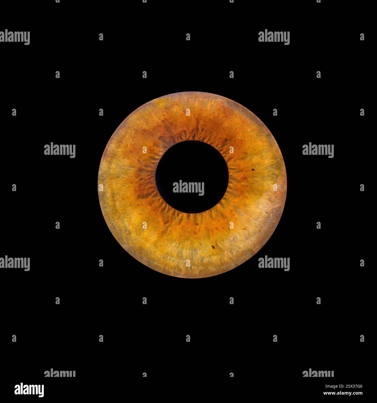 Gros plan détaillé d'un iris humain, en forme de cercle avec de riches teintes brun doré. Banque D'Images