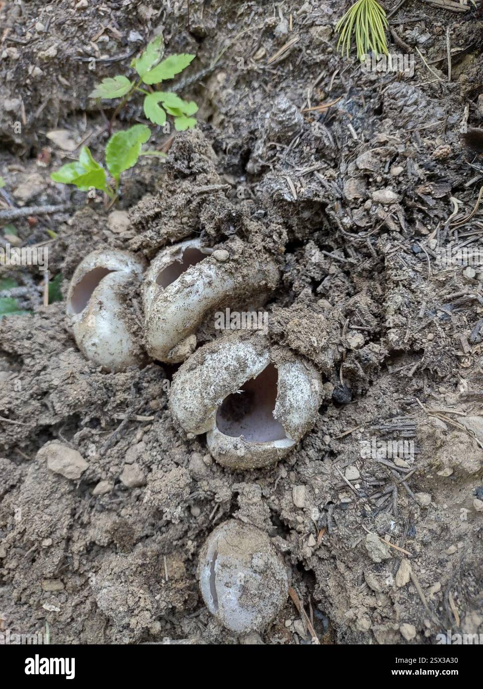 Couronne rose (Sarcosphaera coronaria), champignons, comté de Ferry, US-WA, US Banque D'Images