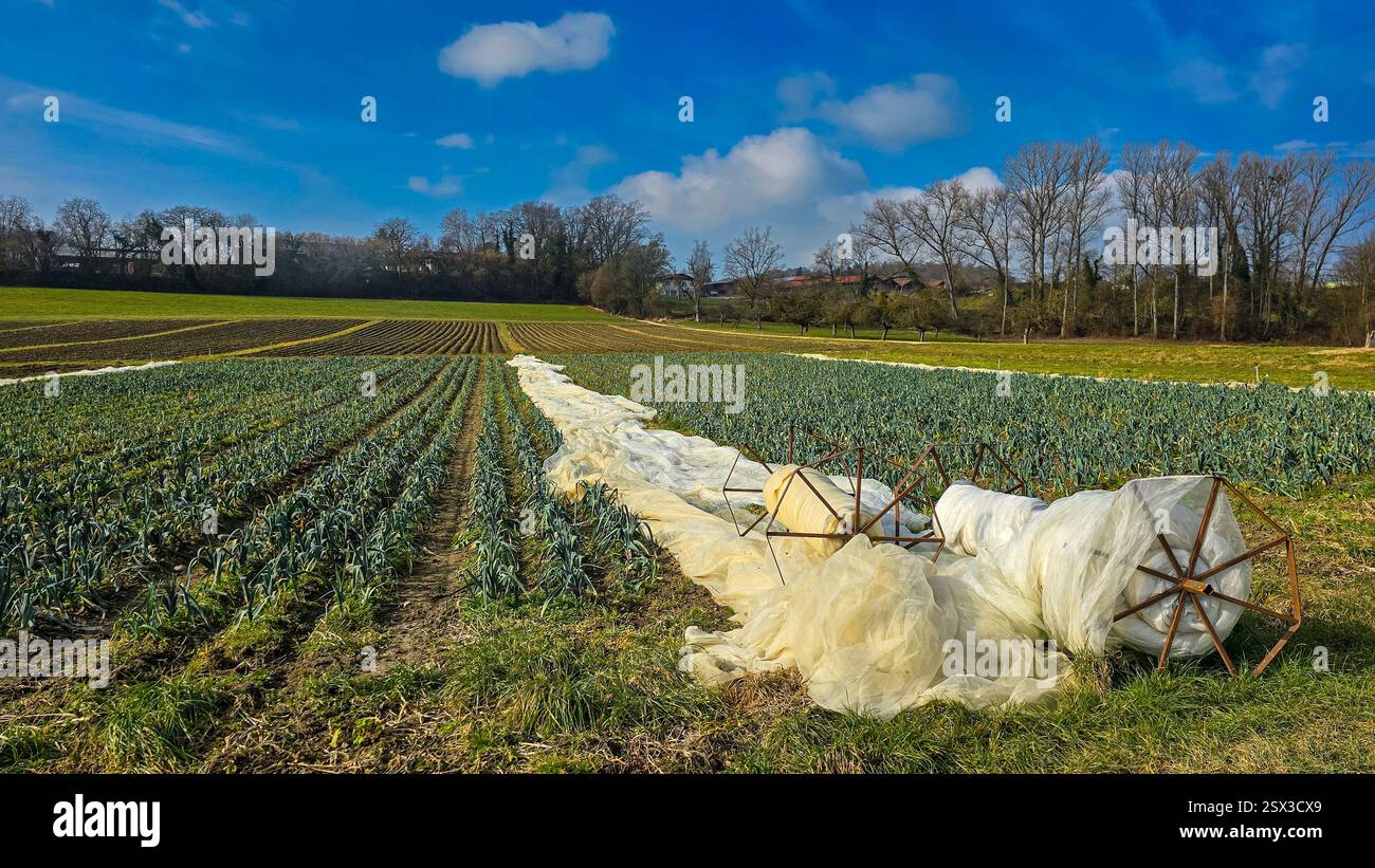 Champ agricole avec poireaux et tissu agronomique polypropylène pour protéger contre le gel. Travail agricole en hiver. La culture des poireaux. Sud Banque D'Images