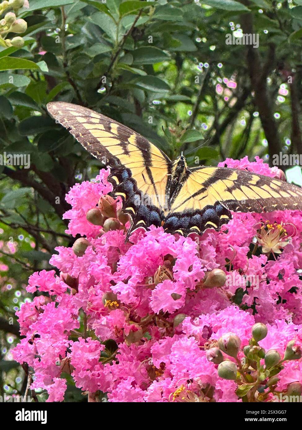 Queue de tigre de l'est (Papilio glaucus), Insecta, E Federal St, Snow Hill, MD, ÉTATS-UNIS Banque D'Images