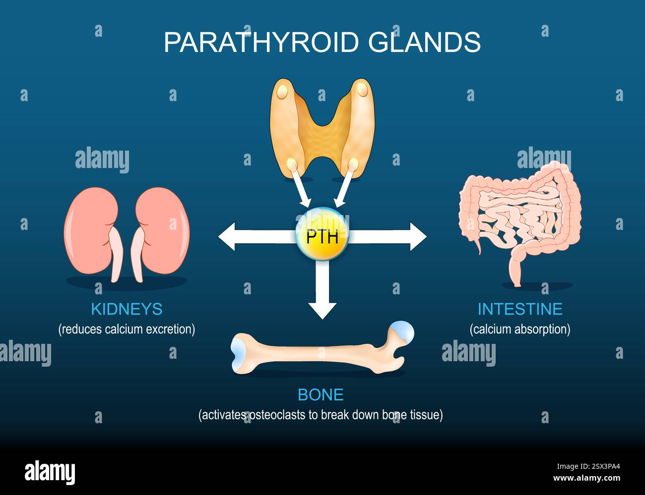 Glandes parathyroïdes. Rôle de l'hormone parathyroïdienne. Le système endocrinien humain. Régulation de l'hormone PTH. Parathormone, os, activent les ostéoclastes pour briser dow Illustration de Vecteur