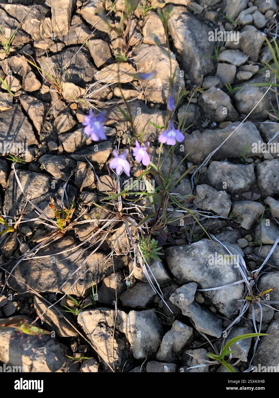 Lobelia de Kalm (Lobelia kalmii), Plantae, réserve naturelle de St Jean point, South Bruce Peninsula, ON, CA Banque D'Images
