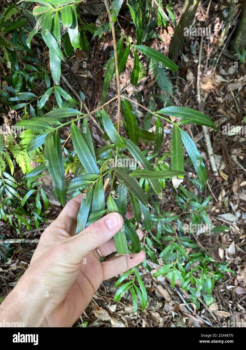 PIN prune (Podocarpus elatus), Plantae, Beaudésert - Pt C, au-QL, au Banque D'Images