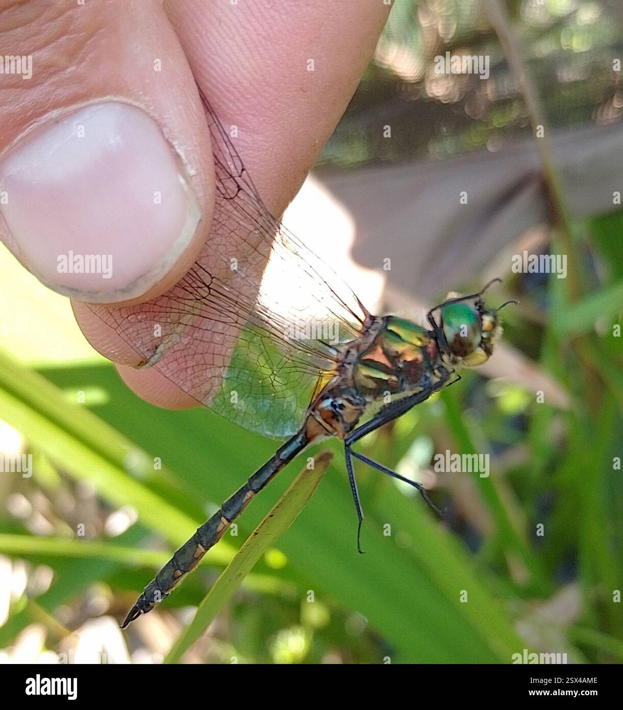 Émeraude à taches jaunes (Somatochlora flavomaculata), Insecta, Großer Montiggler See, 39057 Eppan an der Weinstraße., autonome Provinz Bozen - Südtirol, Italien, BMS 283 LAK 2 Banque D'Images