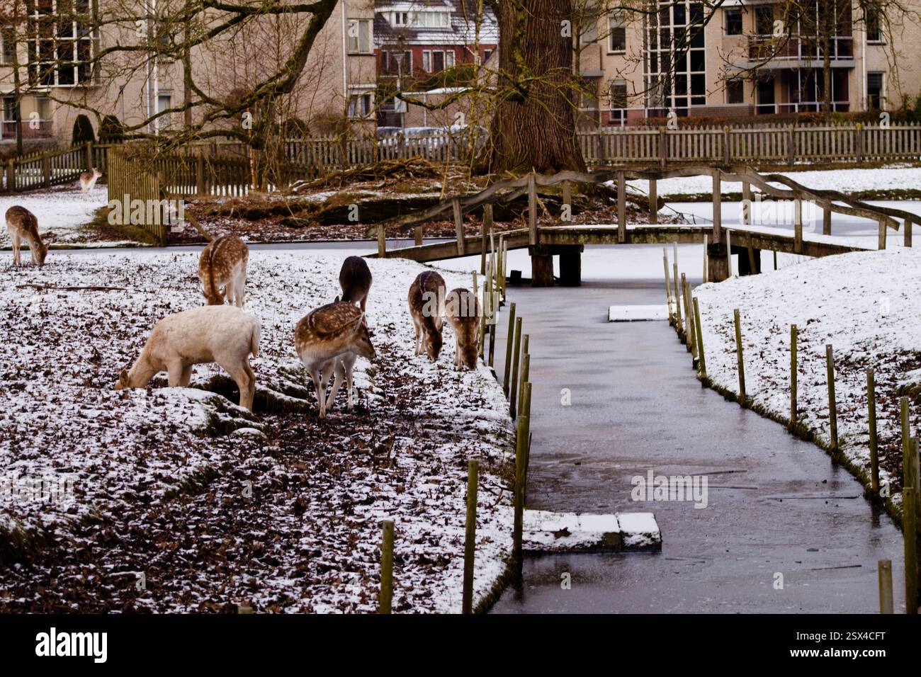 Une scène hivernale sereine mettant en scène plusieurs cerfs broutant près d'un ruisseau gelé. La neige recouvre le sol, et un pont en bois est visible en arrière-plan, s Banque D'Images