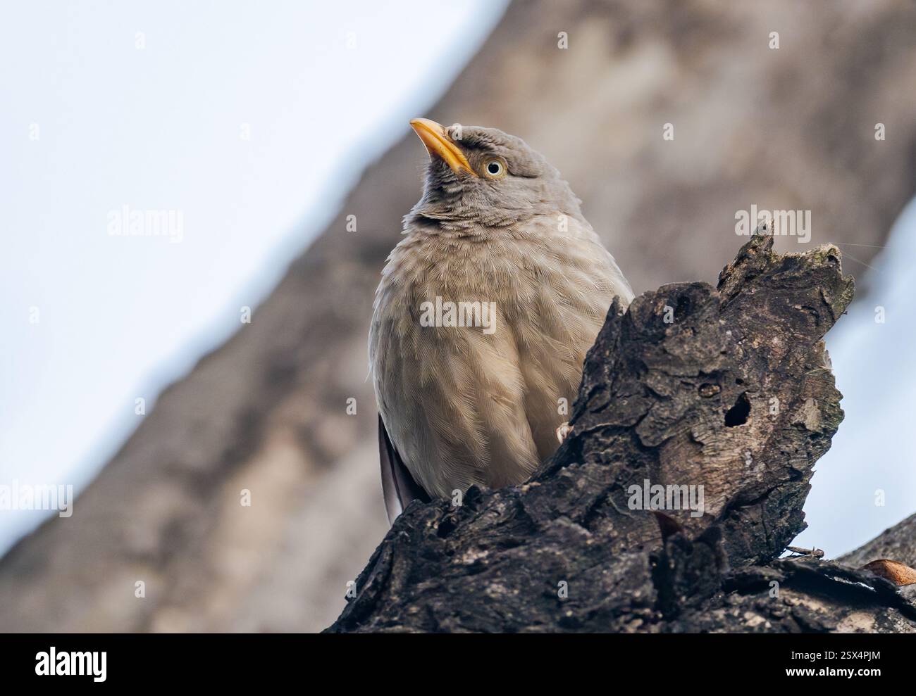 Un Jungle Babbler (Argya striata) perché sur une souche d'arbre. Punjab, Inde. Banque D'Images