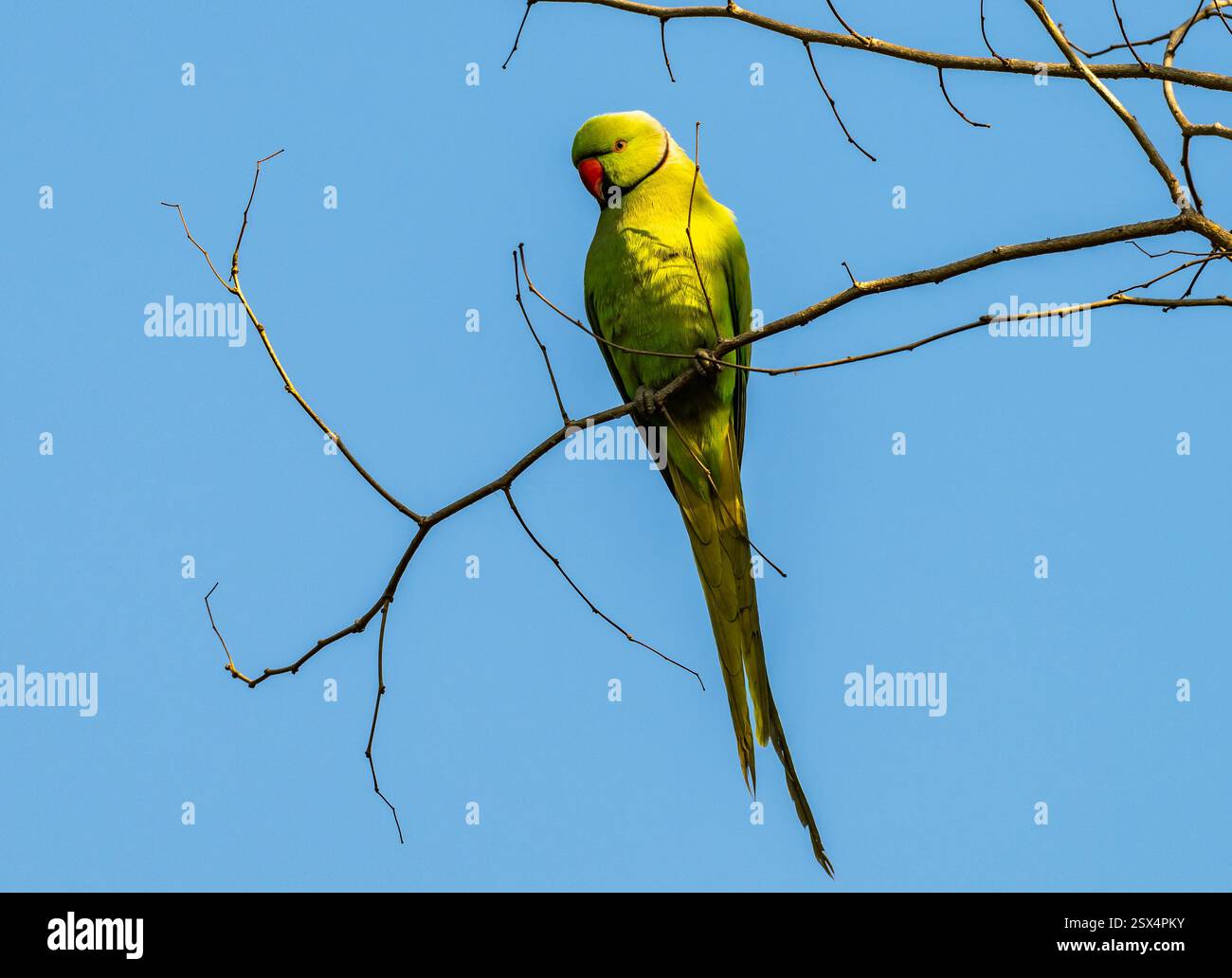 Une perruche (Psittacula krameri) entourée de roses perchée sur une branche. Punjab, Inde. Banque D'Images