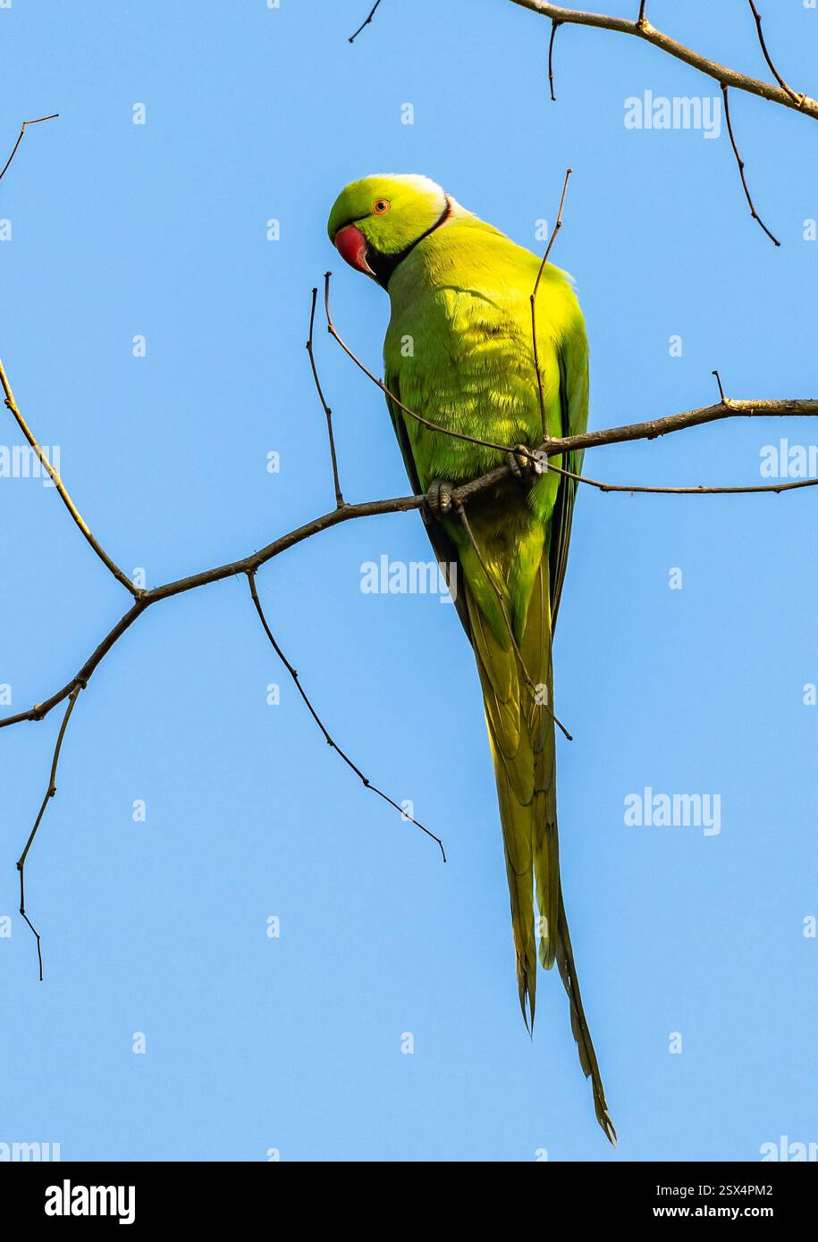 Une perruche (Psittacula krameri) entourée de roses perchée sur une branche. Punjab, Inde. Banque D'Images