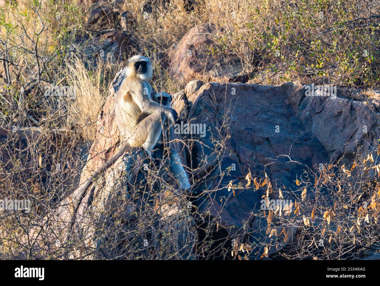 Langur sacré du Bengale (Semnopithecus entellus) mère avec un bébé assis sur un rocher. Rajasthan, Inde. Banque D'Images