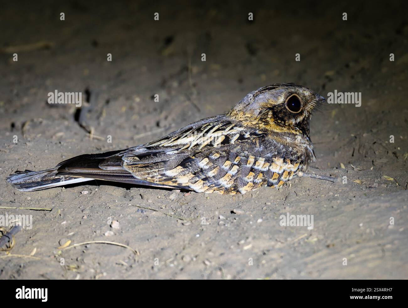 Un Nightjar indien (Caprimulgus asiaticus) assis sur terre la nuit. Rajasthan, Inde. Banque D'Images